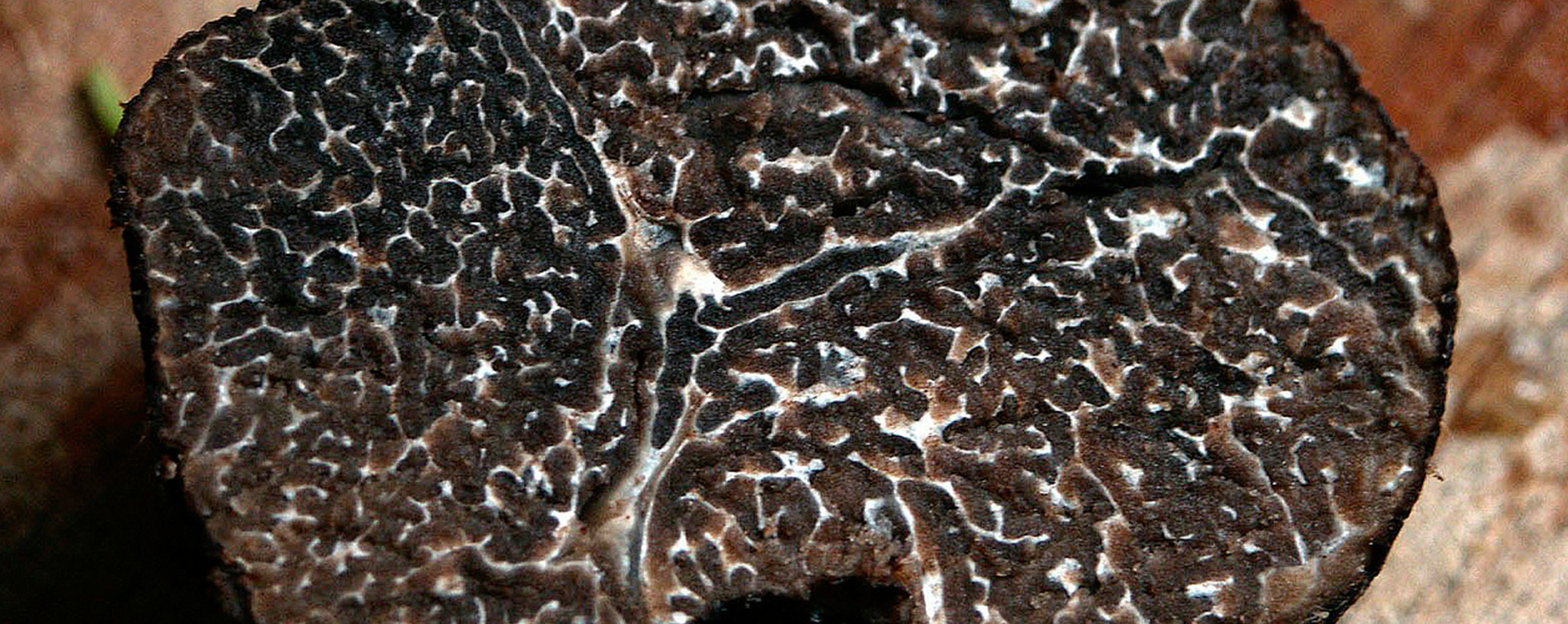 Casa Isabel-trufa de morella